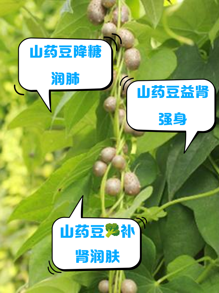 腰豆的功效与作用(腰豆的功效与作用及食用方法)