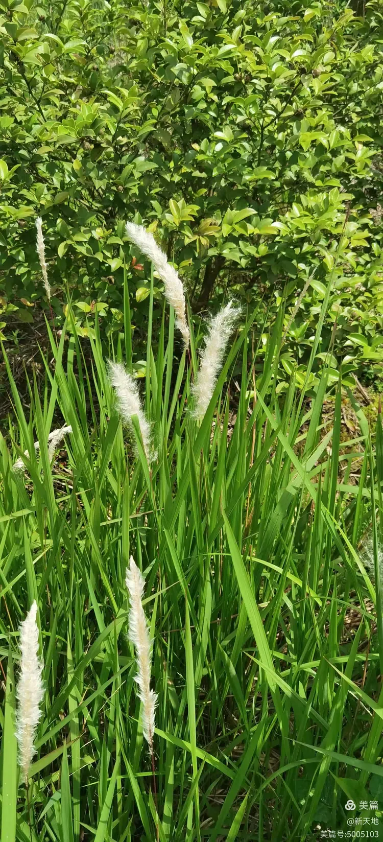 茅草图片大全(茅草图片大全大图高清) 茅草图片大全(茅草图片大全大图高清)