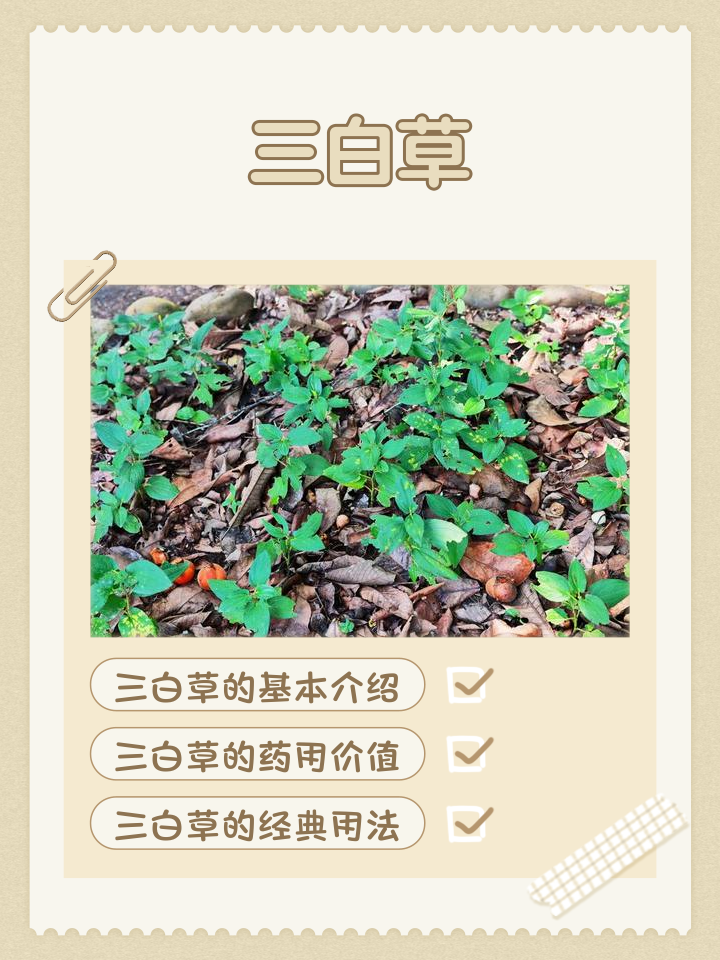 翻白叶的功效与作用(翻白叶的功效与作用图片) 翻白叶的功效与作用(翻白叶的功效与作用图片)