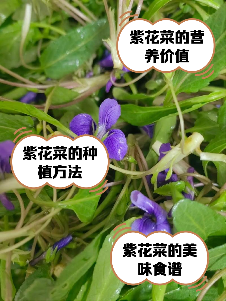 紫菜和裙带菜的区别(紫菜和裙带菜的区别是什么)