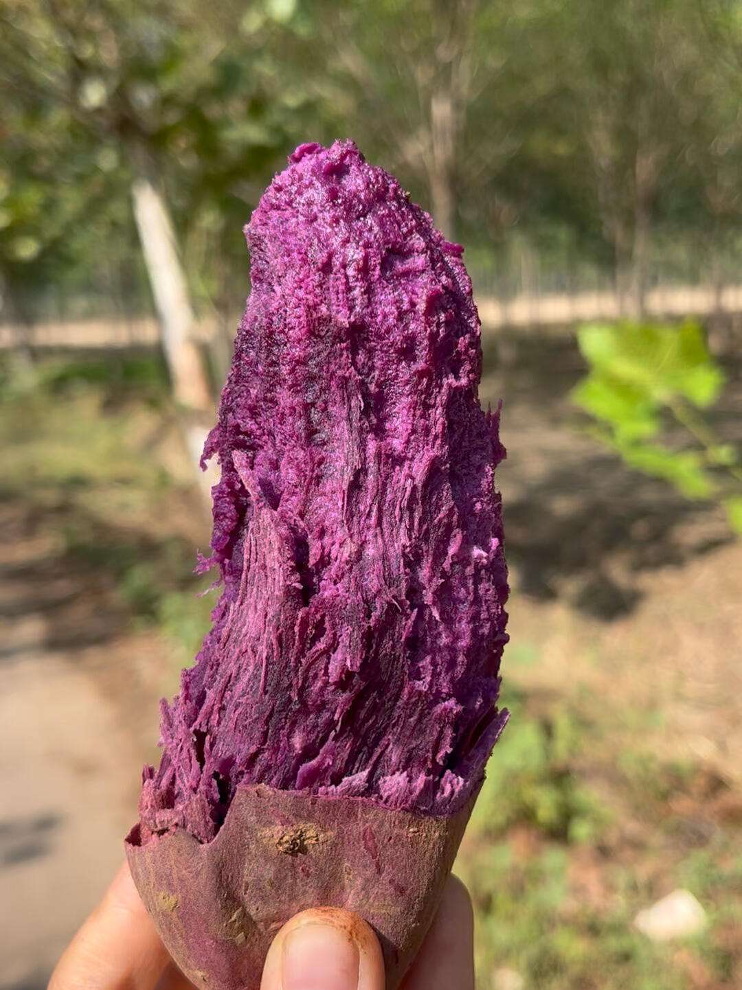 紫芋(紫芋盆栽怎么养)