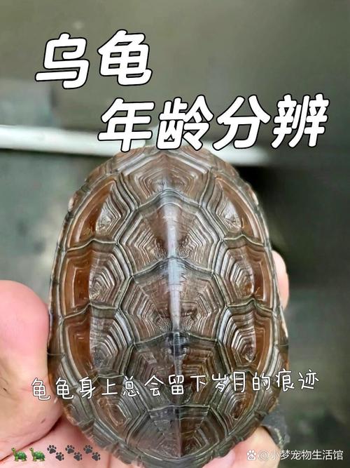 乌龟怎么看年龄图解(乌龟怎么看年龄·秒懂百科) 乌龟怎么看年龄图解(乌龟怎么看年龄·秒懂百科)