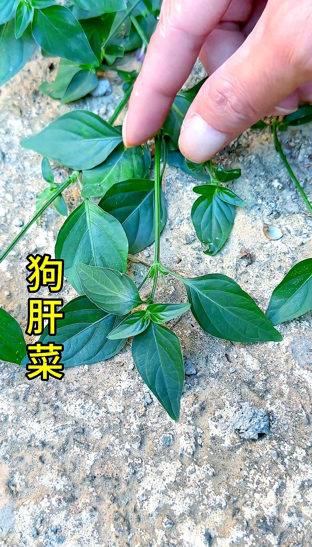 狗铃铛野菜(狗铃铛野菜怎么吃)