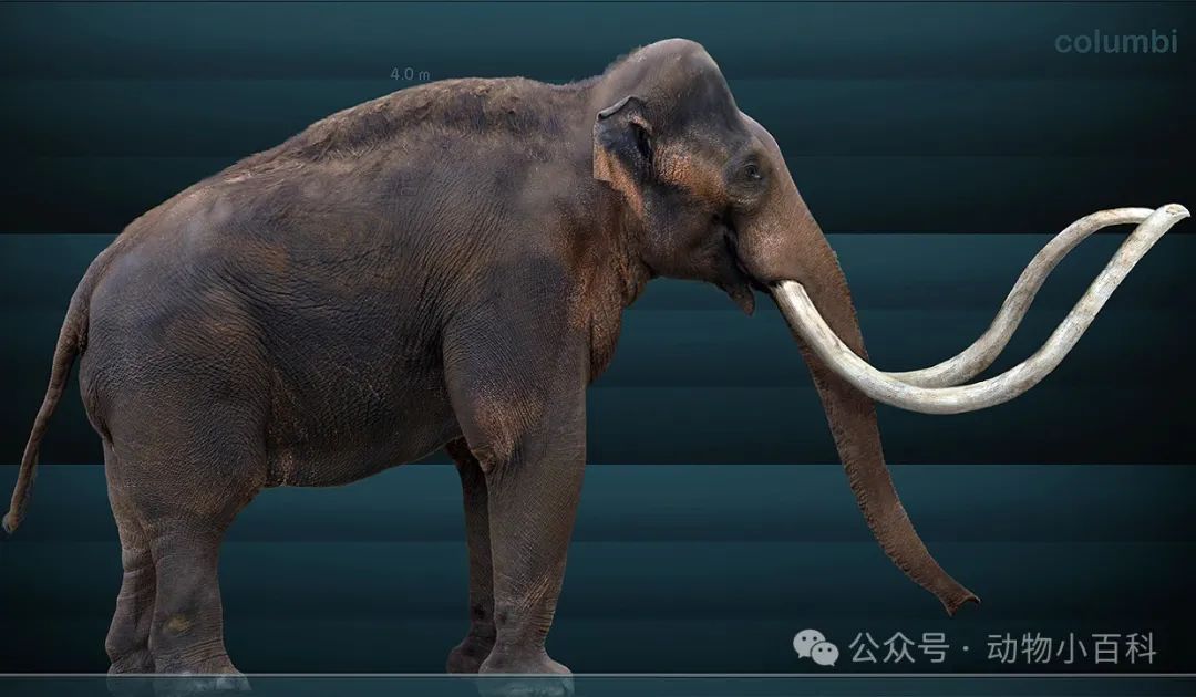 猛犸象图片(猛犸象图片灭绝)