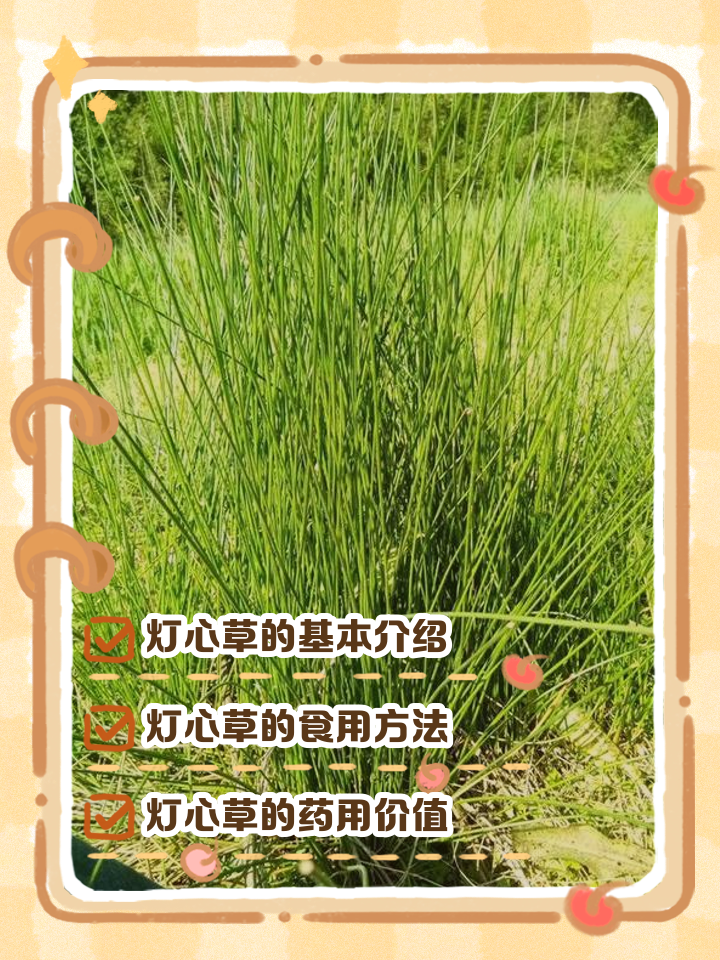 老头草的功效和作用(老头草的功效与作用 老头草的使用禁忌) 老头草的功效和作用(老头草的功效与作用 老头草的使用禁忌)