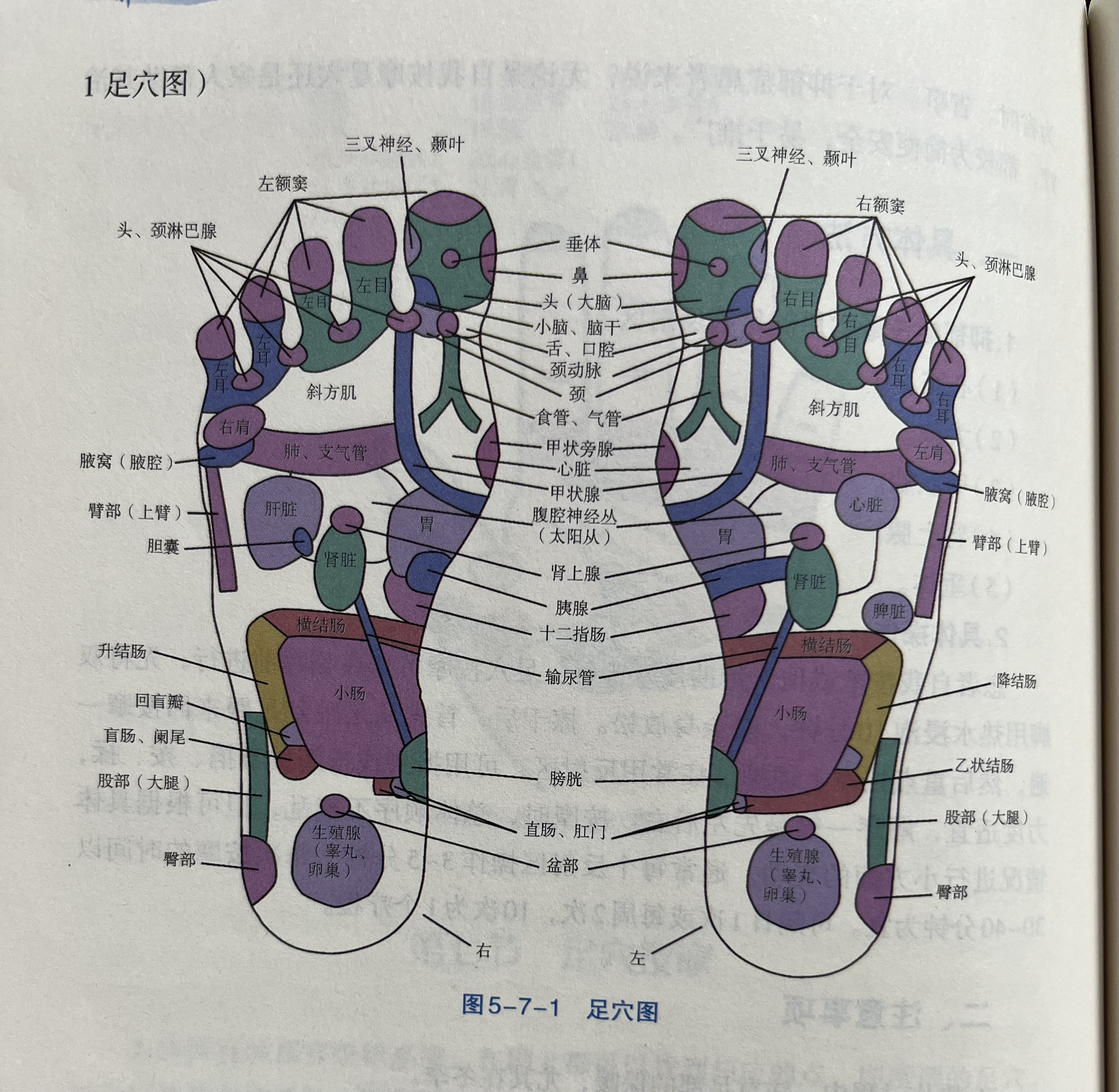 足疗图片反射图清晰(足疗图片反射图清晰及讲解)