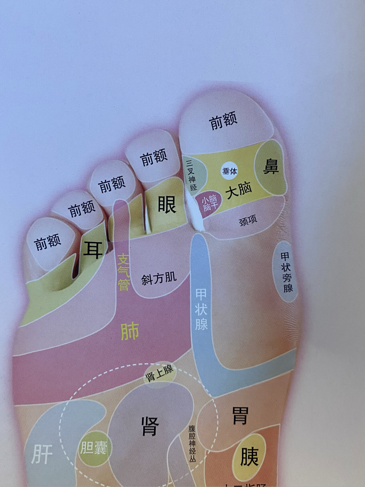 足疗图片反射图清晰(足疗图片反射图清晰及讲解)