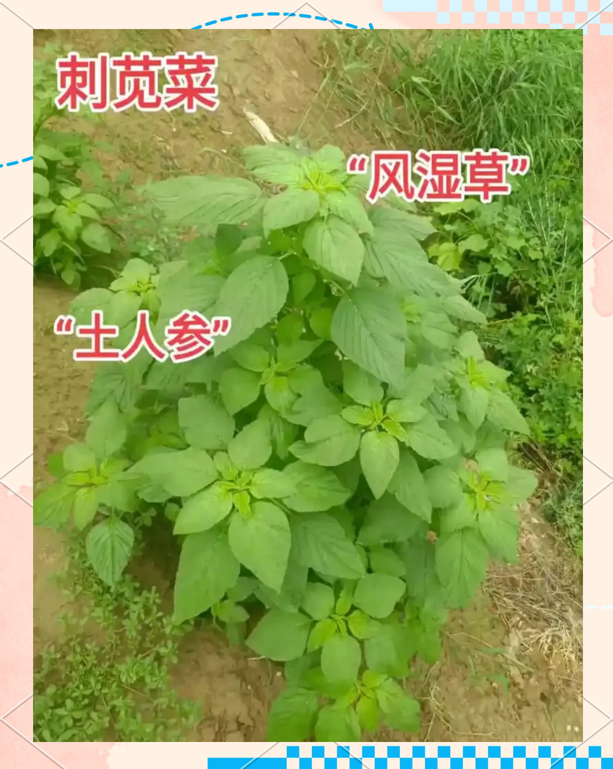 刺菜的功效与作用(刺菜的功效与作用禁忌苦菊菜图片) 刺菜的功效与作用(刺菜的功效与作用禁忌苦菊菜图片)