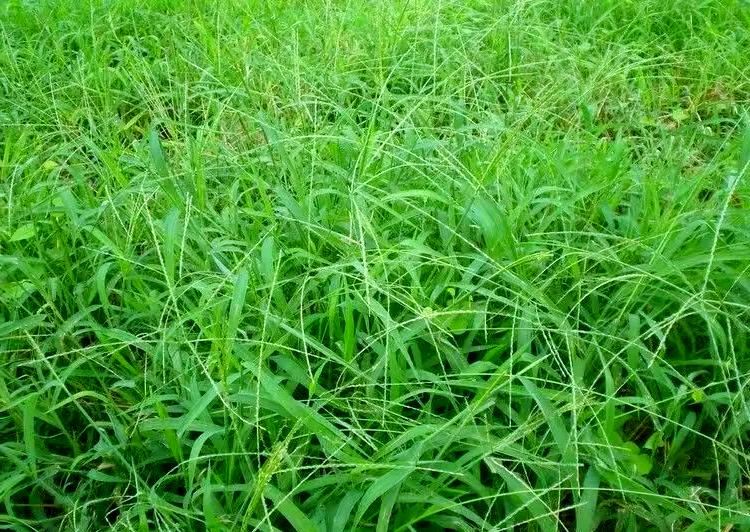 马唐草图片(红根马唐草图片) 马唐草图片(红根马唐草图片)
