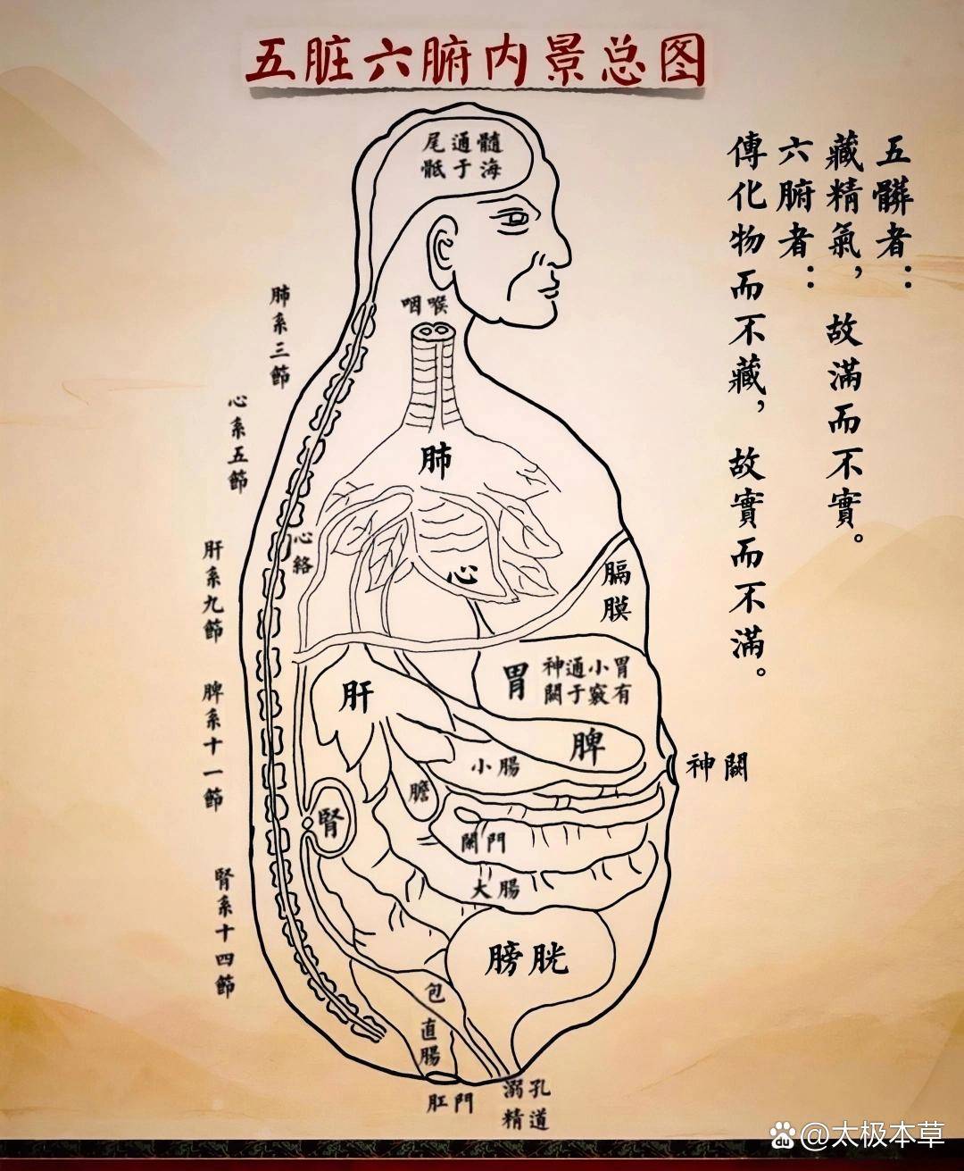 志室准确位置图和作用及功效(志室准确位置图和作用及功效以及常用配穴)