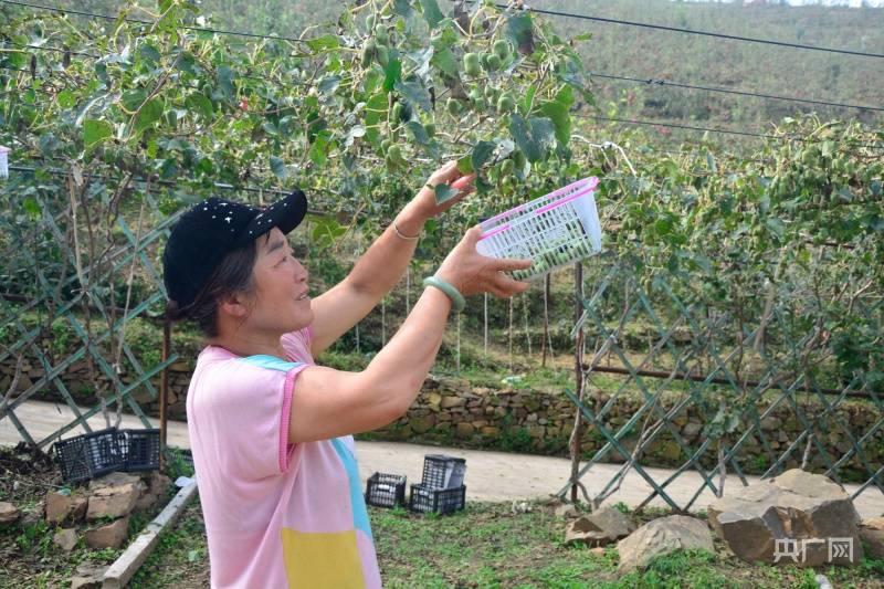 宽城县农业(宽城县农业农村局刘晓玲) 宽城县农业(宽城县农业农村局刘晓玲)