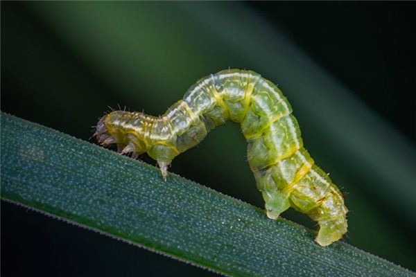 做梦梦见蛆什么预兆(梦见蛆什么意思周公解梦)