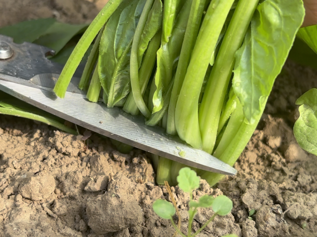 关于女子建植物工厂让菠菜一年长22茬的信息