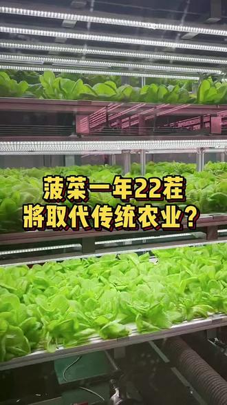 关于女子建植物工厂让菠菜一年长22茬的信息