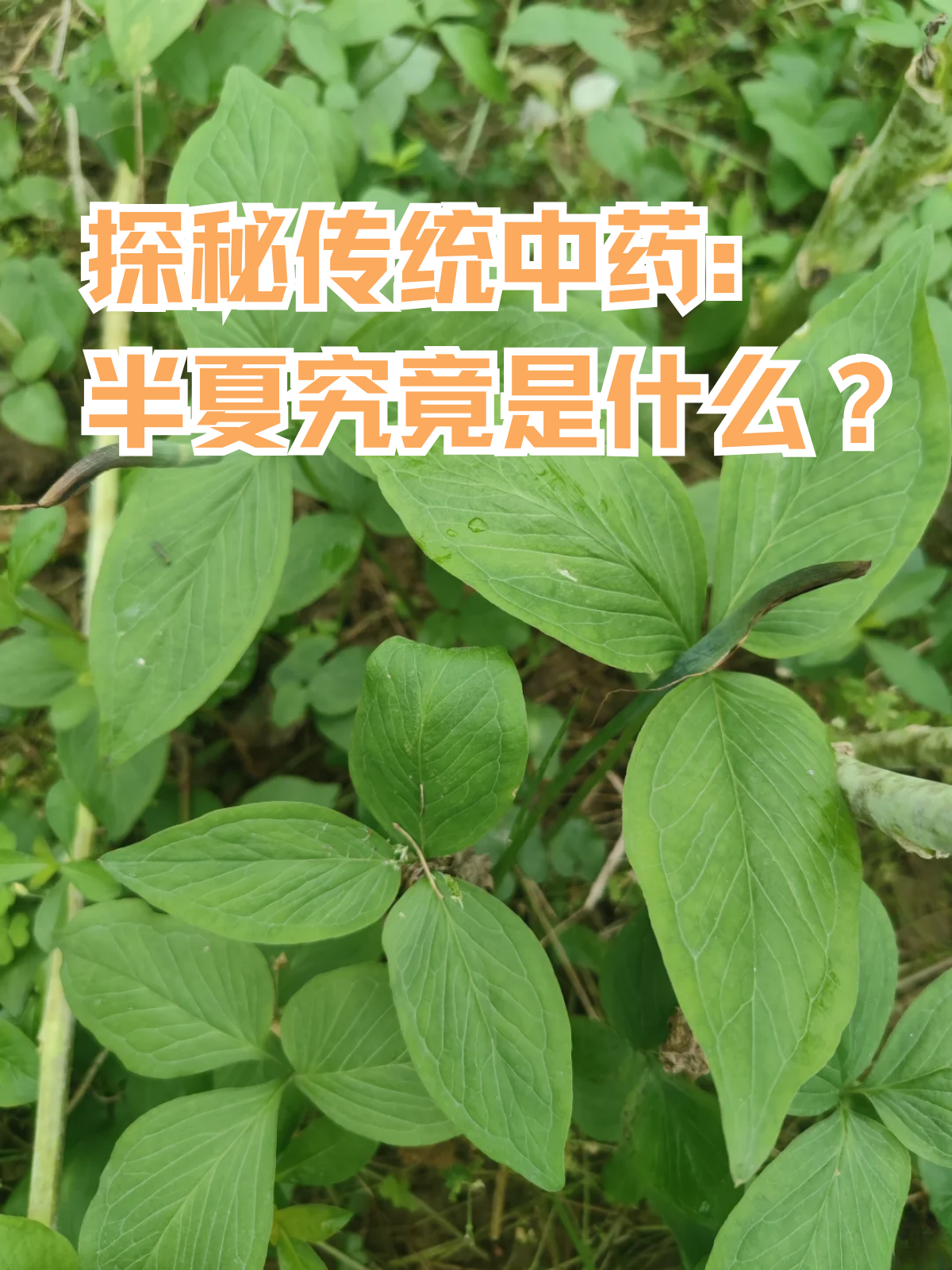 半夏的功效与作用图片(半夏的功效与作用图片大全)