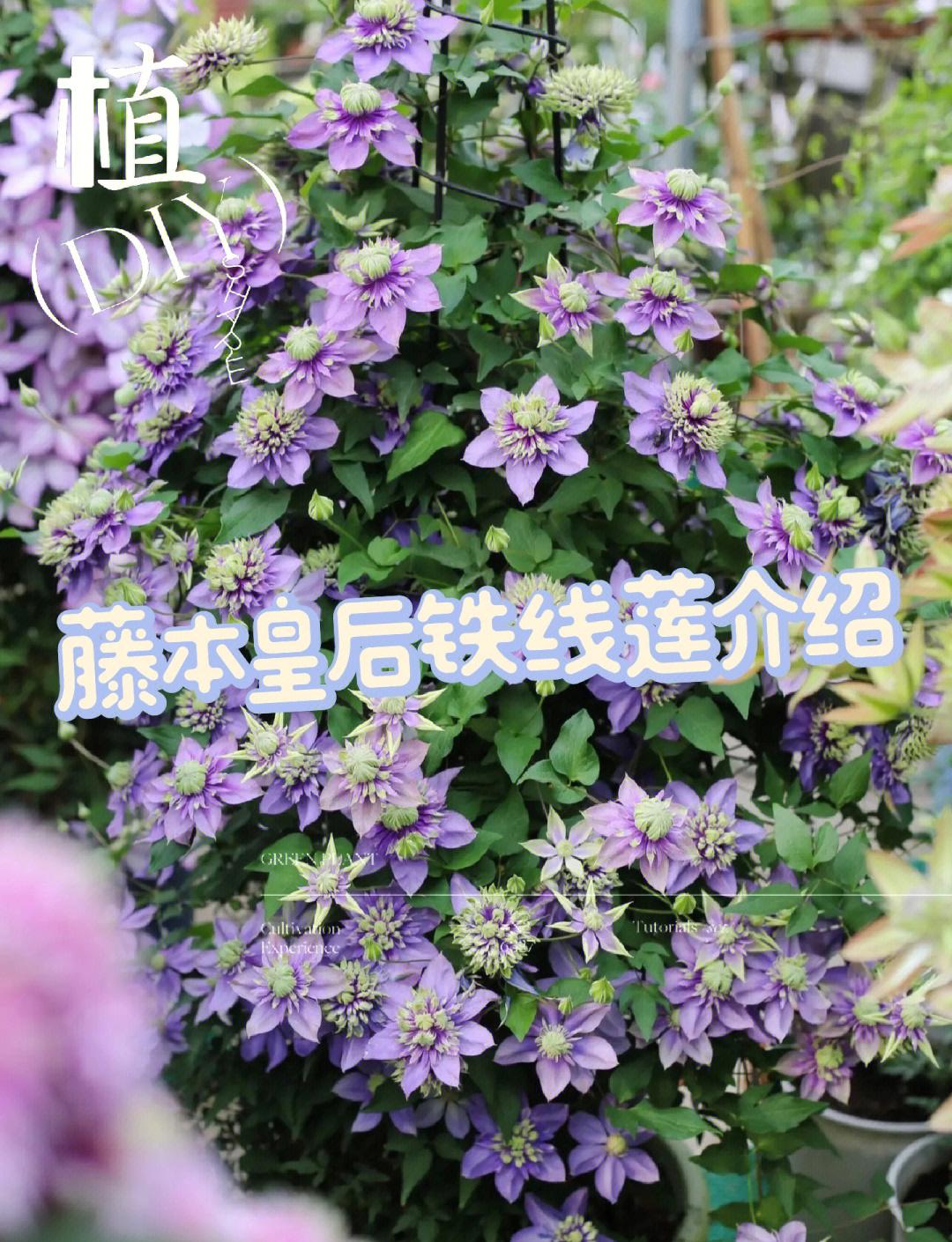 铁线莲的功效与作用图片(铁线莲的作用副作用是什么) 铁线莲的功效与作用图片(铁线莲的作用副作用是什么)