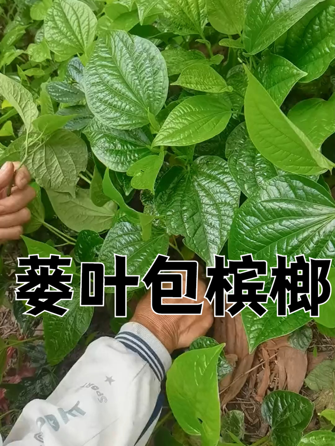 蒌叶图片的功效与作用(蒌叶图片的功效与作用是什么)