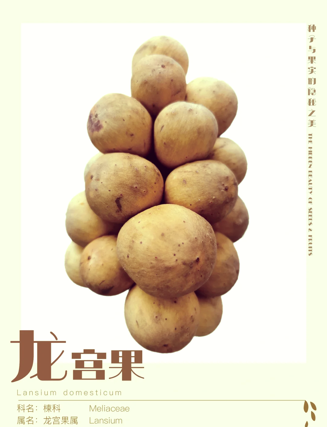 龙宫果的功效与作用(龙宫果的功效与作用及禁忌)