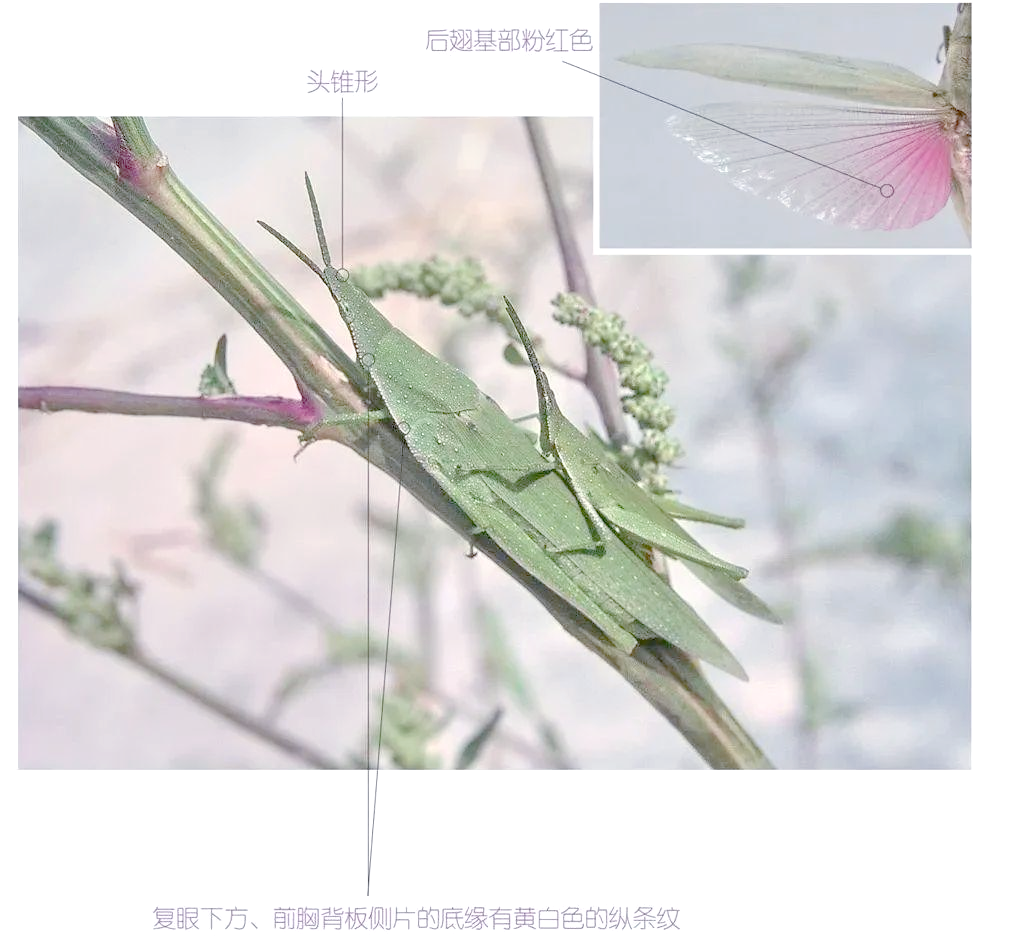 蝗虫的功效与作用(蝗虫的功效与作用是什么)