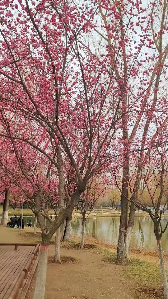 红梅花图片(徽州红梅花图片)