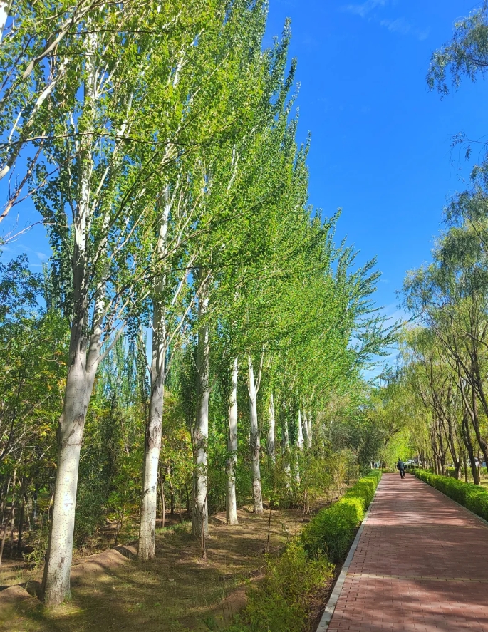 响叶杨(响叶杨图片) 响叶杨(响叶杨图片)