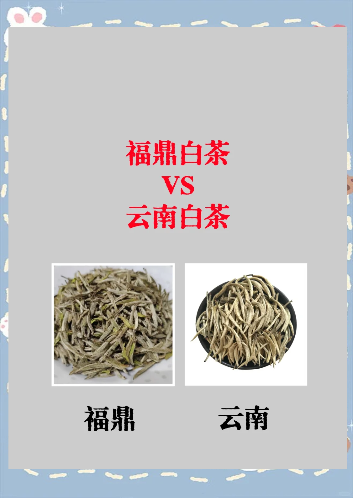 云南白茶与福建白茶的区别(云南白茶与福建白茶哪个更好)