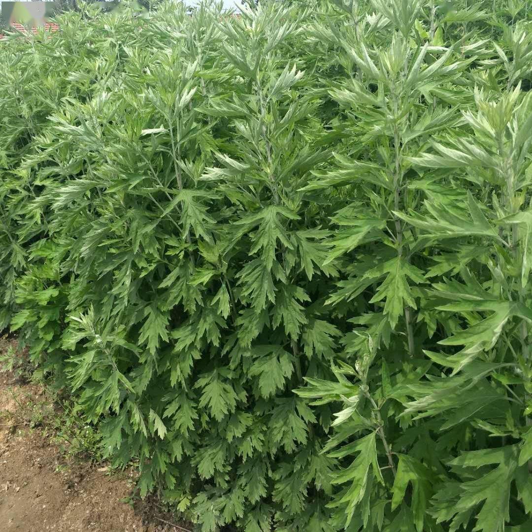 羊红膻(羊红膻全株图) 羊红膻(羊红膻全株图)