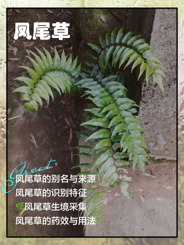 鸡脚草图片功效与作用(鸡脚草图片功效与作用图)