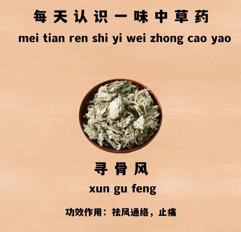 寻骨风的功效与作用(寻骨风的功效与作用的功能与主治)
