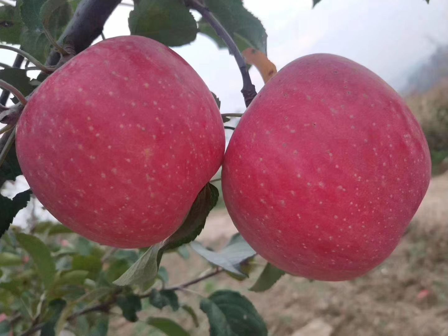 苹果品种大全图片名字(苹果品种有哪些品种图片)