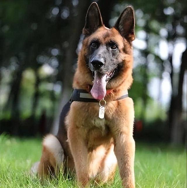 搜救犬品种(搜救犬品种大全及图片伯恩山) 搜救犬品种(搜救犬品种大全及图片伯恩山)