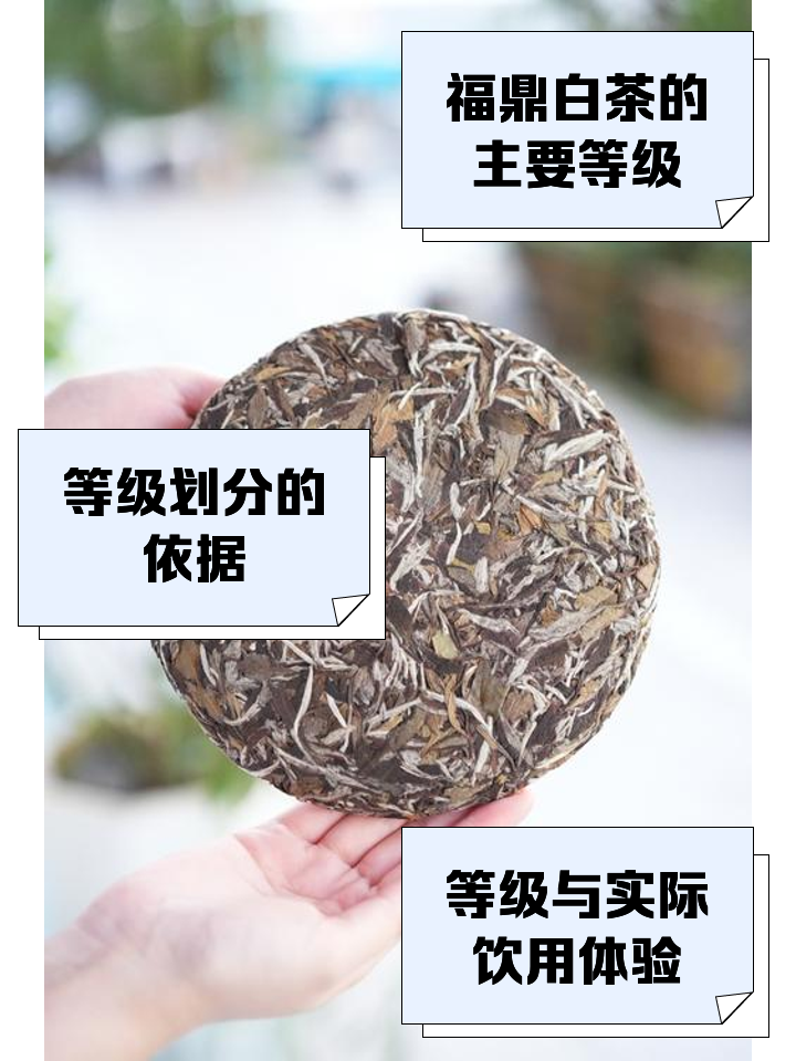 白茶分几个等级(白茶等级分类百度百科) 白茶分几个等级(白茶等级分类百度百科)