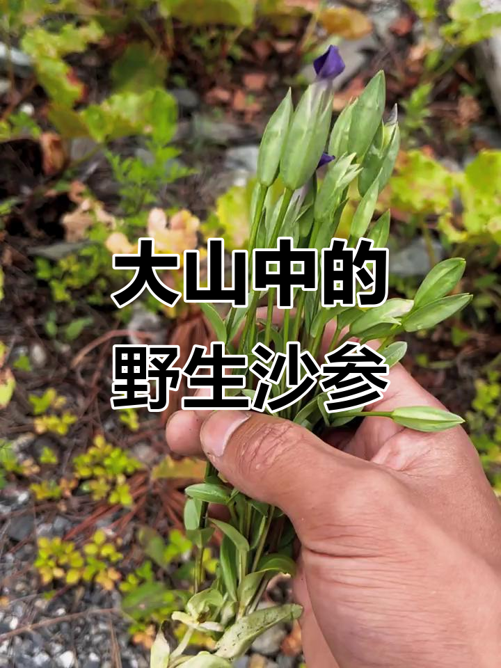 沙参图片(野生沙参图片) 沙参图片(野生沙参图片)