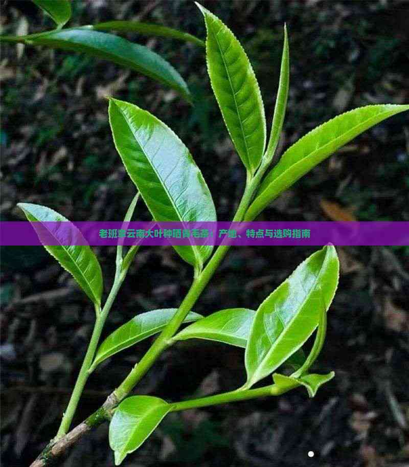 老班章茶产地在哪里(老班章是哪个茶厂出的)