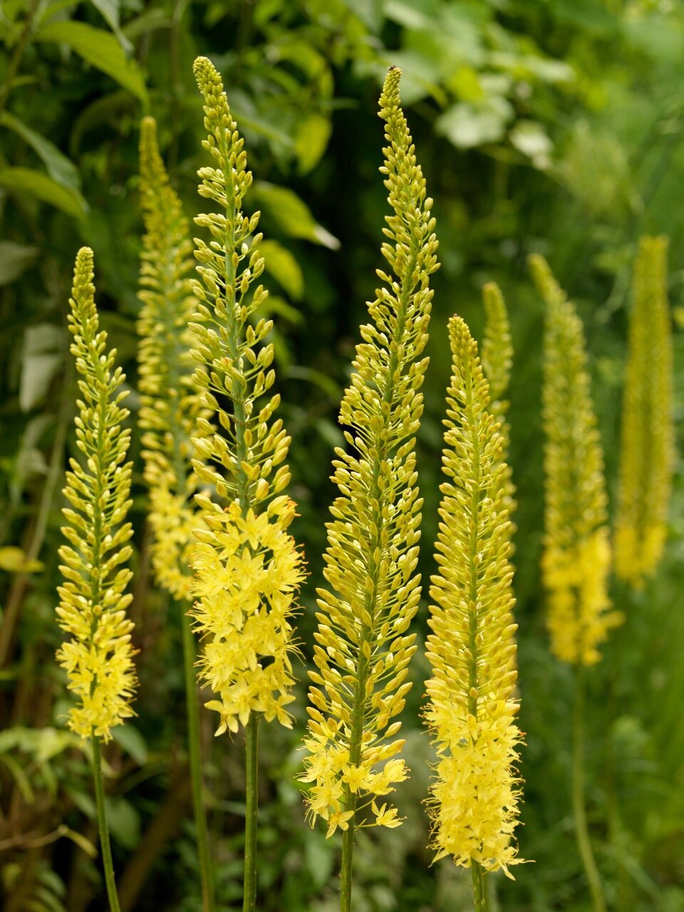 尖尾风(尖尾风草药主治功能) 尖尾风(尖尾风草药主治功能)