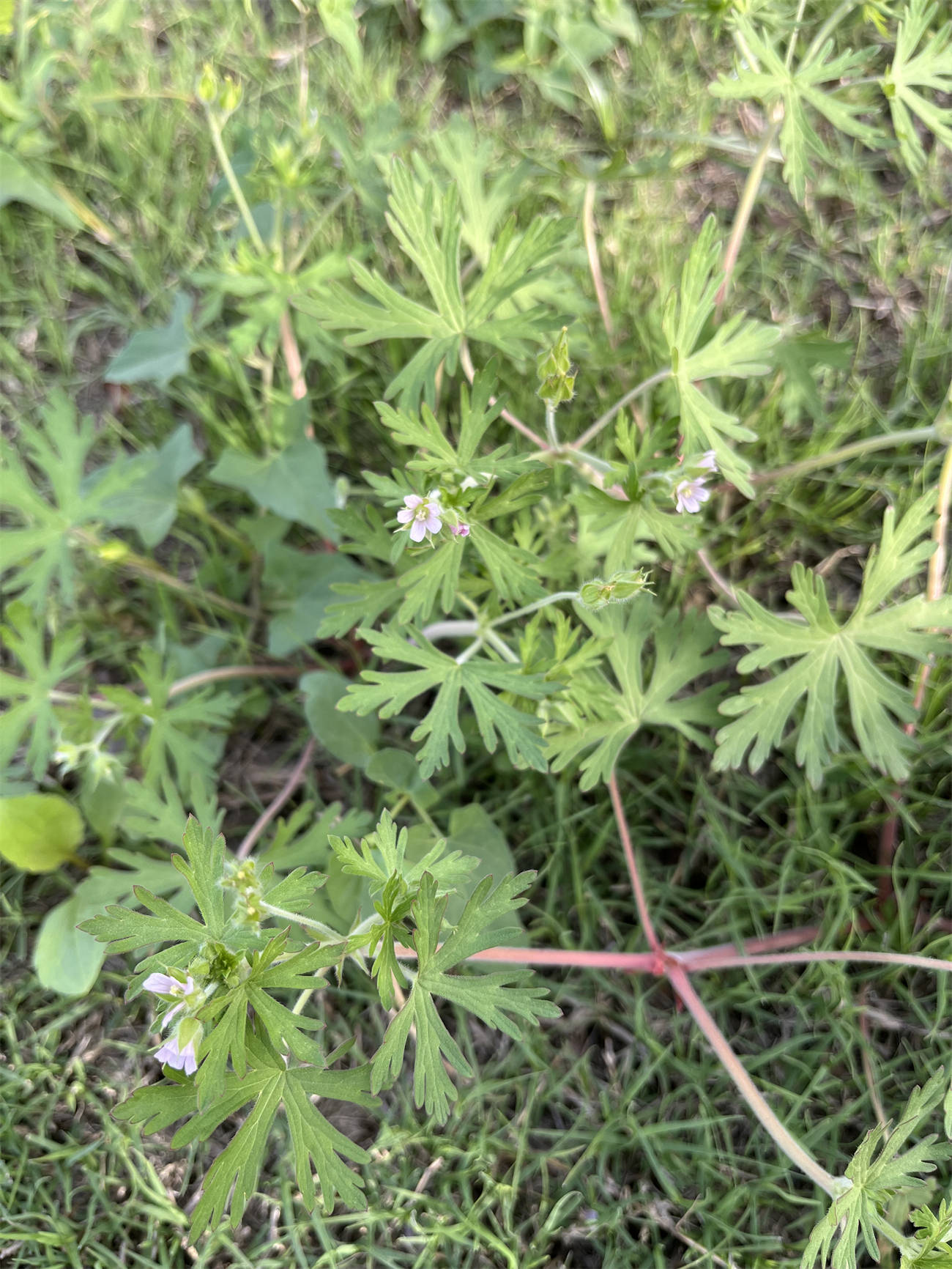 老鹤草图片(老鹤草植物图片) 老鹤草图片(老鹤草植物图片)