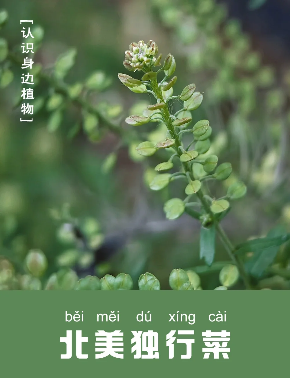 独行菜图片(独行菜的功效与作用) 独行菜图片(独行菜的功效与作用)