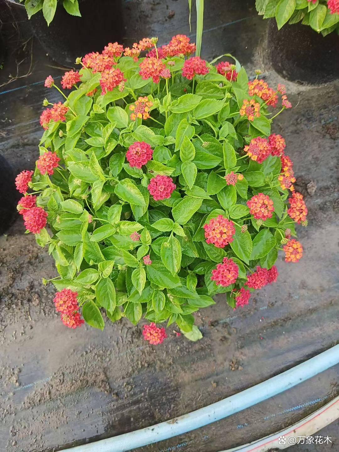 五色梅花(五色梅花好养吗)