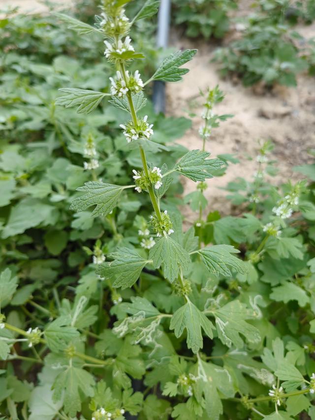 夏至草图片(夏至草图片与功效)