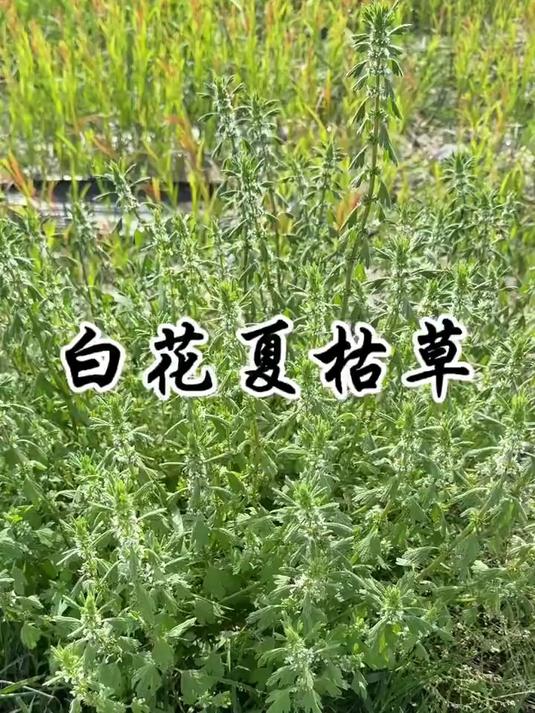 夏至草图片(夏至草图片与功效) 夏至草图片(夏至草图片与功效)