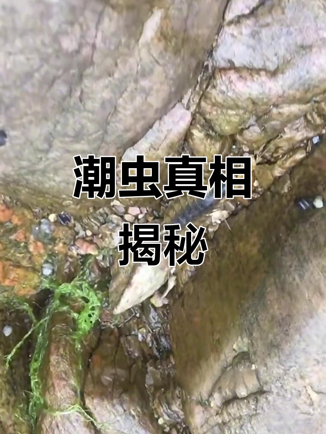 海蟑螂图片(海蟑螂图片 有毒) 海蟑螂图片(海蟑螂图片 有毒)