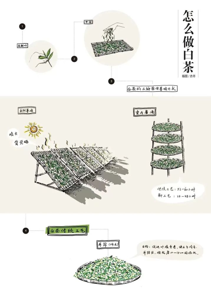 白茶制作加工方法(白茶制作加工方法及过程)