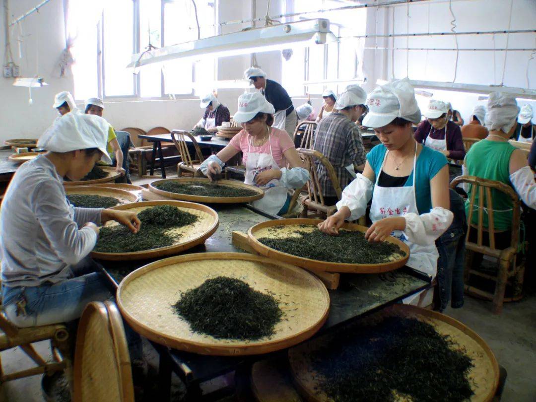 白茶制作加工方法(白茶制作加工方法及过程) 白茶制作加工方法(白茶制作加工方法及过程)