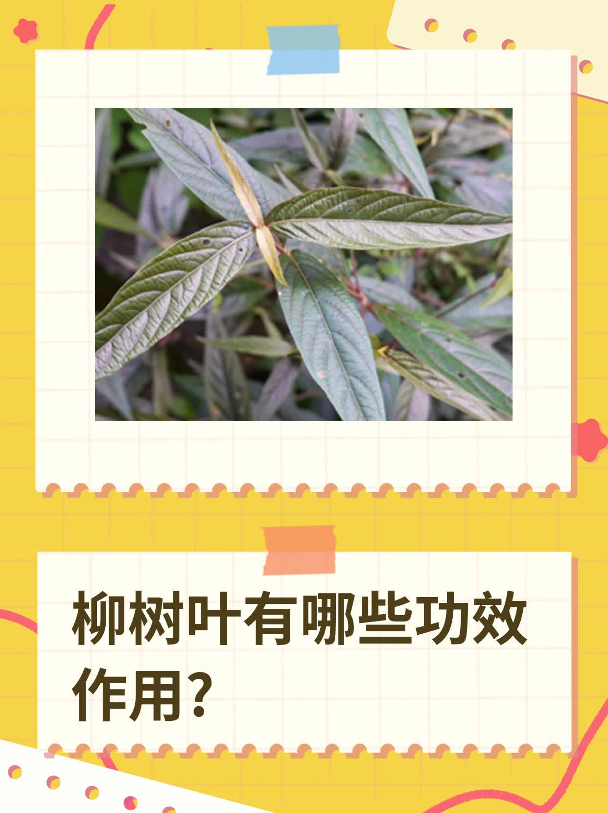 柳叶泡水喝的功效与作用(柳叶泡水喝有什么功效和作用) 柳叶泡水喝的功效与作用(柳叶泡水喝有什么功效和作用)