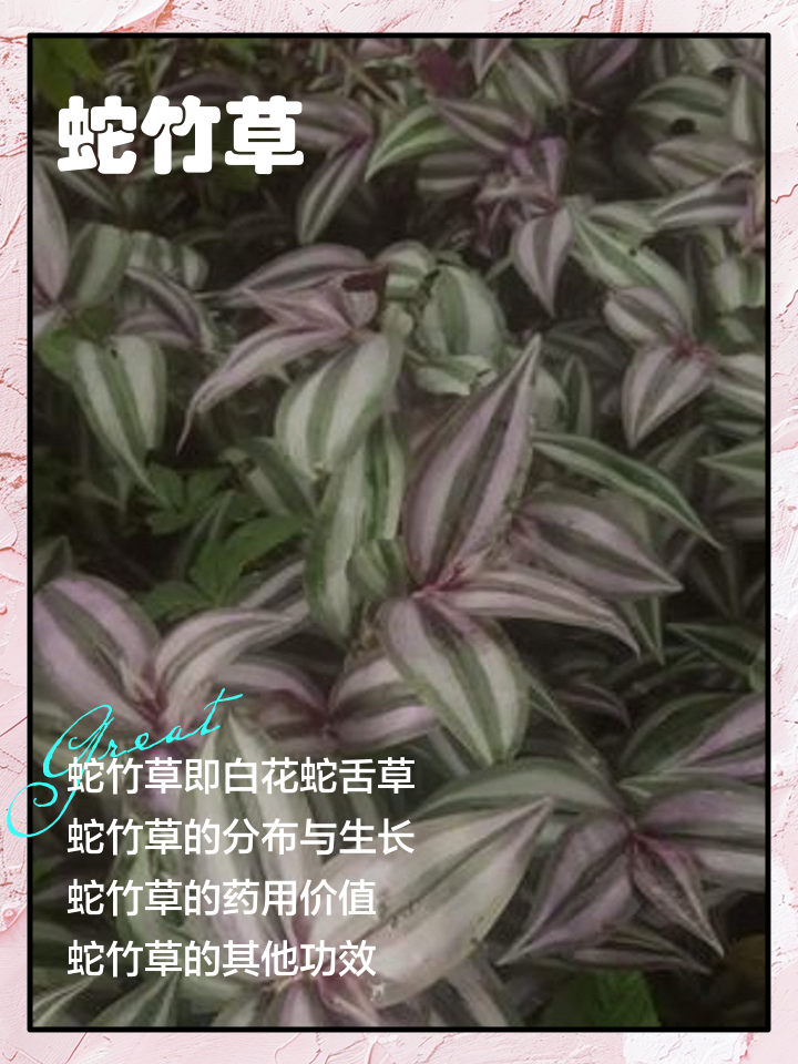 过塘蛇的功效与作用(过塘蛇草药图片大全和名称) 过塘蛇的功效与作用(过塘蛇草药图片大全和名称)