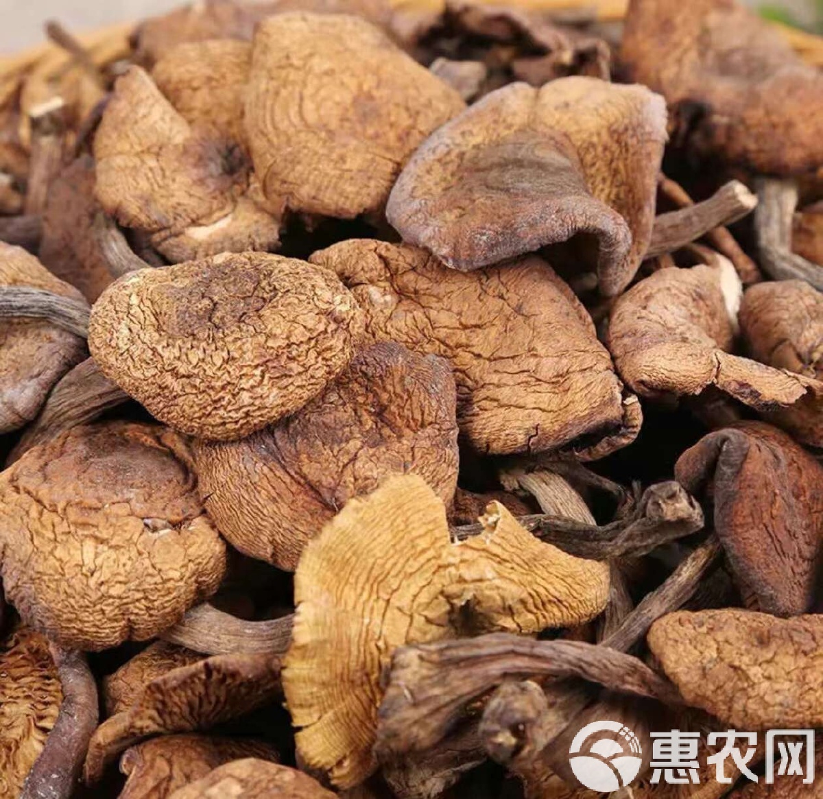 各种蘑菇图片及名称(100种无毒蘑菇图片) 各种蘑菇图片及名称(100种无毒蘑菇图片)