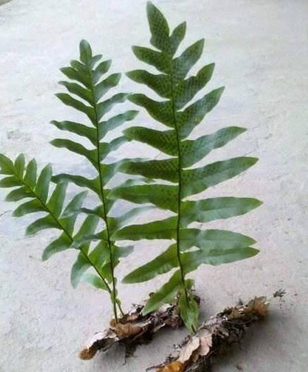 槲蕨的功效与作用(槲蕨的功效与作用及禁忌) 槲蕨的功效与作用(槲蕨的功效与作用及禁忌)