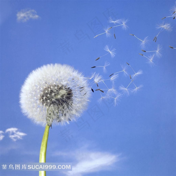 蒲公英图片大全(蓝天白云蒲公英图片大全) 蒲公英图片大全(蓝天白云蒲公英图片大全)