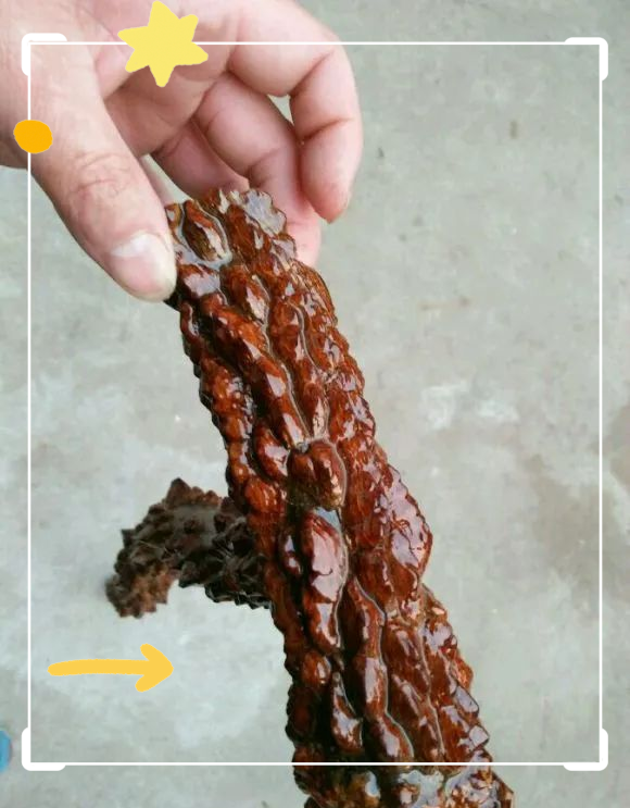 真正的降龙木图片(真正的降龙木图片 拐杖) 真正的降龙木图片(真正的降龙木图片 拐杖)