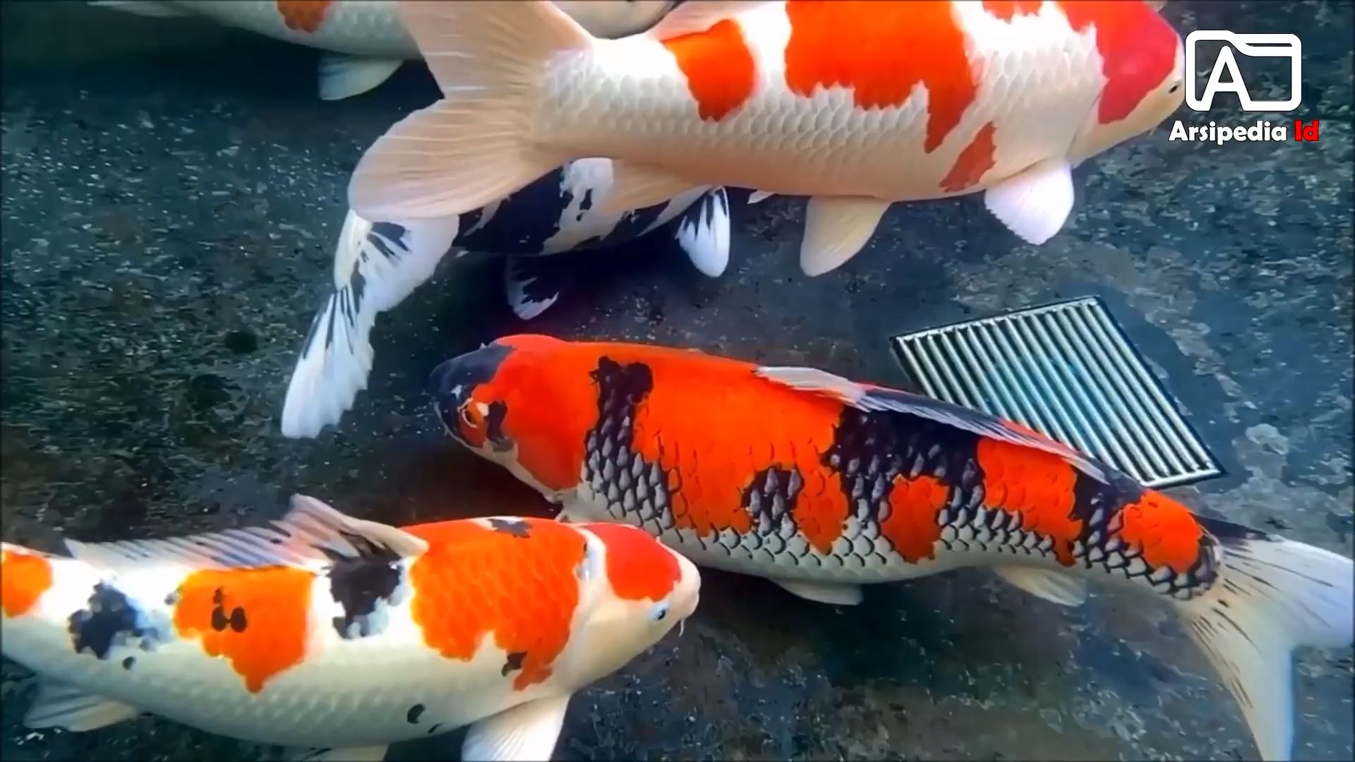 淡水鱼什么鱼最好养(淡水鱼什么鱼最好养活) 淡水鱼什么鱼最好养(淡水鱼什么鱼最好养活)
